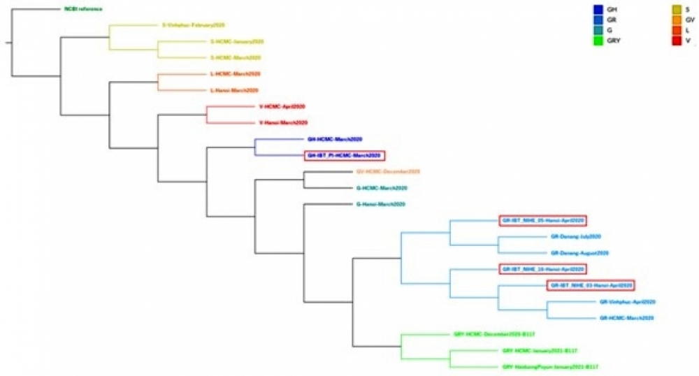 Cây phát sinh chủng loại gồm các chủng SARS-CoV-2 được thu thập tại Việt Nam cho đến ngày 1/4/2021. Tham chiếu MN908947.3 của NCBI cũng được đưa vào sử dụng làm so sánh (màu đen), trong khi đó các hệ gen SARS-CoV-2 do Viện CNSH giải và cung cấp được đưa vào so sánh (đóng khung đỏ). Các trình tự được tô màu theo phân loại GISAID. Cây phân loại cho thấy sự tiến hóa của SARS-CoV-2 cũng như thời điểm các chủng lần lượt xâm nhập vào Việt Nam. Cây phát sinh chủng loại gồm các chủng SARS-CoV-2 được thu thập tại Việt Nam cho đến ngày 1/4/2021. Tham chiếu MN908947.3 của NCBI cũng được đưa vào sử dụng làm so sánh (màu đen), trong khi đó các hệ gen SARS-CoV-2 do Viện CNSH giải và cung cấp được đưa vào so sánh (đóng khung đỏ). Các trình tự được tô màu theo phân loại GISAID. Cây phân loại cho thấy sự tiến hóa của SARS-CoV-2 cũng như thời điểm các chủng lần lượt xâm nhập vào Việt Nam.