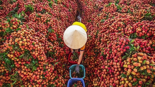 Bắc Giang chủ động tháo gỡ khó khăn, tìm đầu ra cho nông sản giữa 'tâm dịch' Covid-19