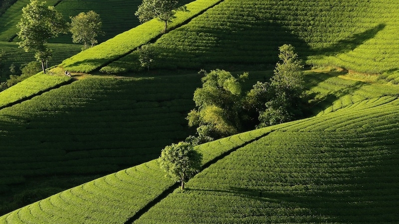 Choáng ngợp với cảnh sắc bao la, xanh ngát của những đồi chè ở Long Cốc, Phú Thọ