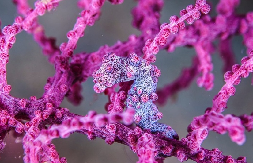 Chiêm ngưỡng các 'bậc thầy' ngụy trang trong giới tự nhiên