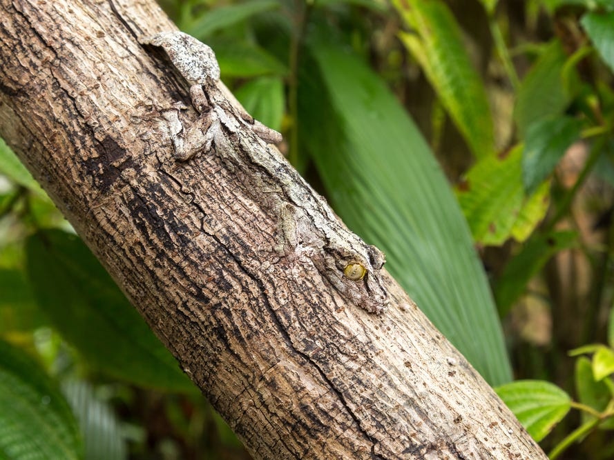 Chiêm ngưỡng các 'bậc thầy' ngụy trang trong giới tự nhiên