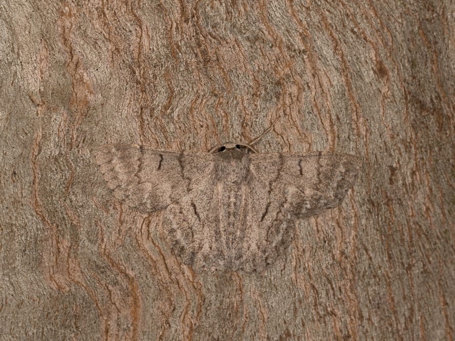 Chiêm ngưỡng các 'bậc thầy' ngụy trang trong giới tự nhiên