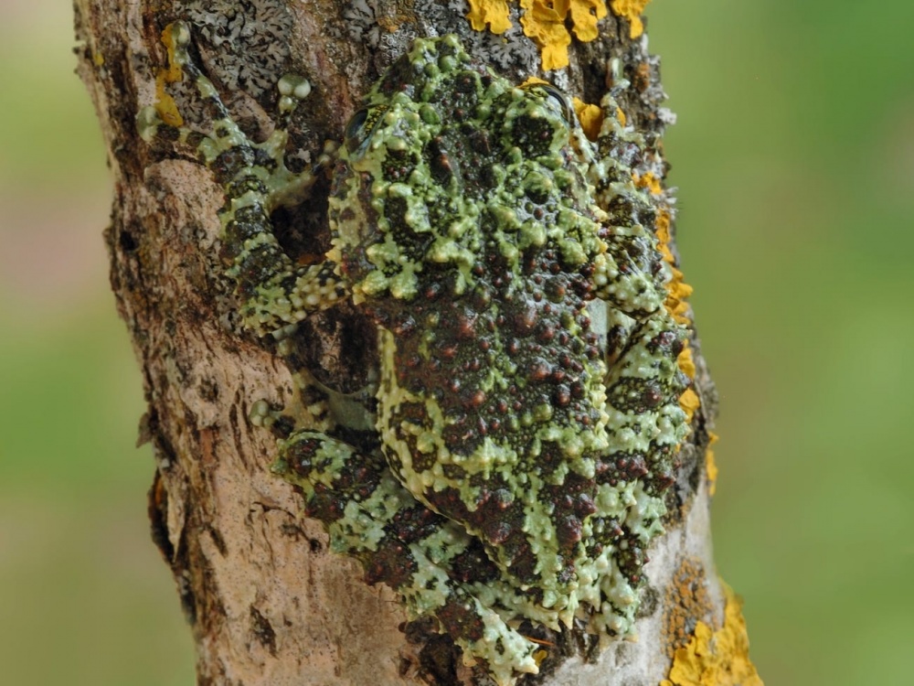 Chiêm ngưỡng các 'bậc thầy' ngụy trang trong giới tự nhiên