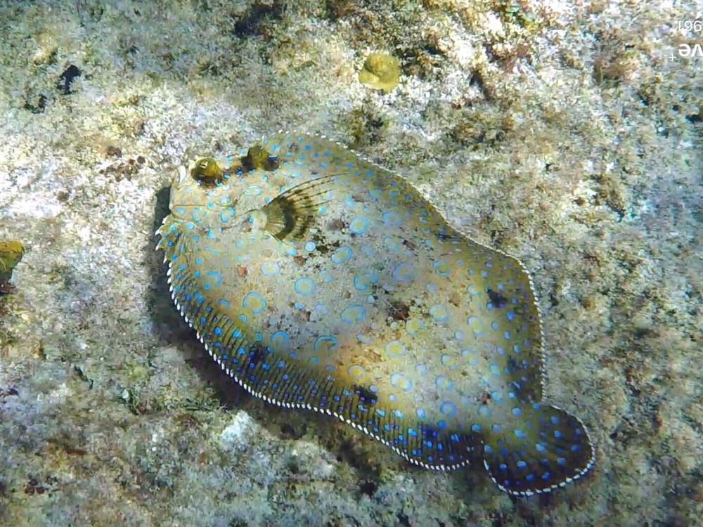 Chiêm ngưỡng các 'bậc thầy' ngụy trang trong giới tự nhiên