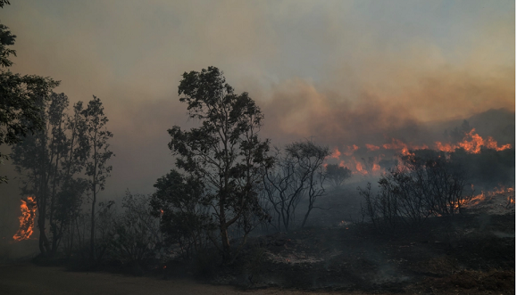 Châu Âu đối mặt với các vụ cháy rừng bùng phát mạnh