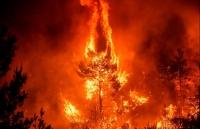 gap go chu chuot hoa si