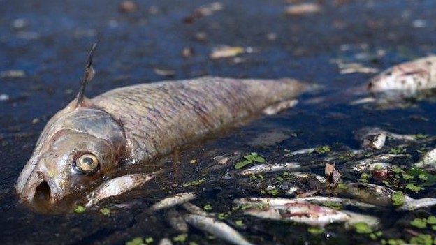 Thảm họa sinh thái, hàng tấn cá phơi bụng phủ kín sông Oder khu vực biên giới Đức-Ba Lan