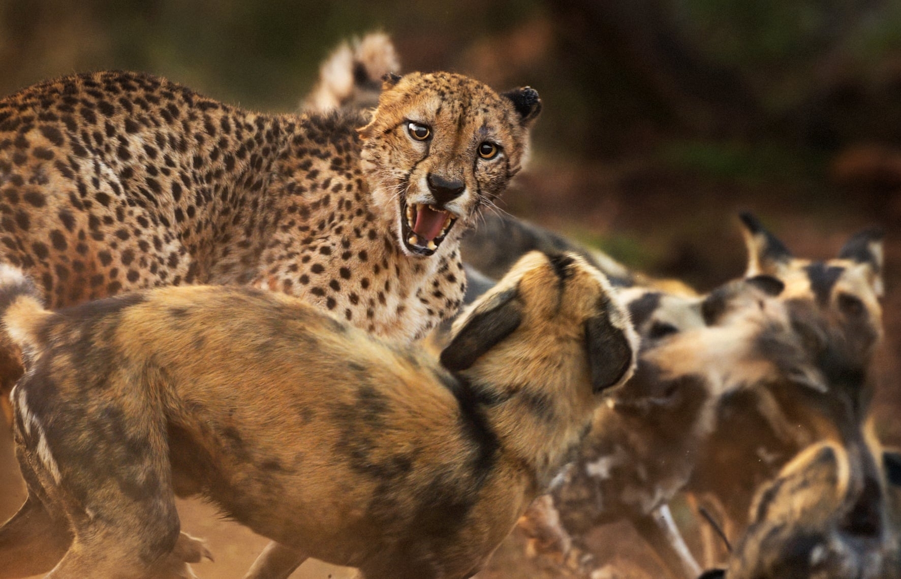 Những bức ảnh xuất sắc về động vật hoang dã của năm