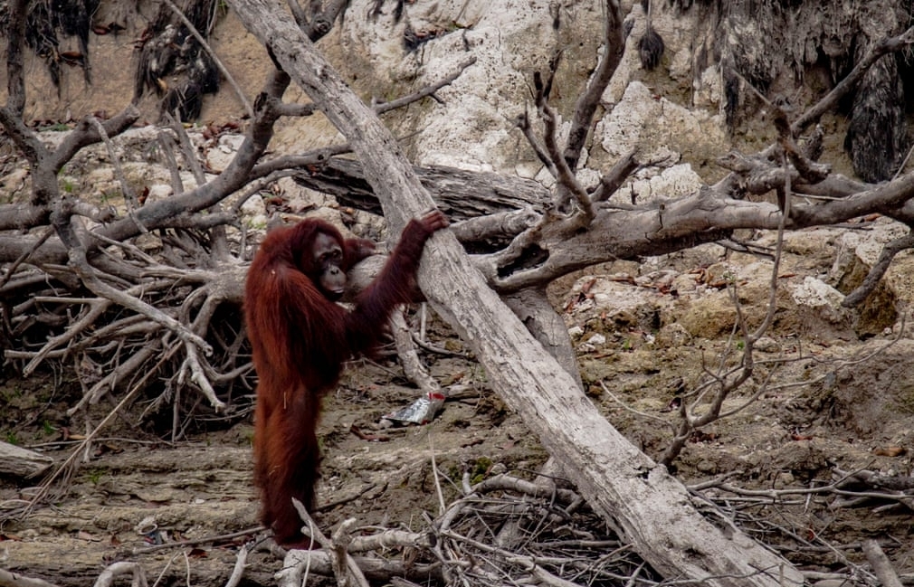 Indonesia: Quang cảnh hoang tàn từ tâm thảm họa cháy rừng