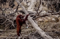 doc dao canh rung co hinh ban co