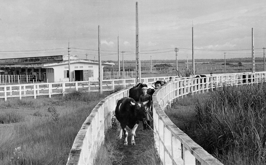 Việt Nam-Cuba: Tình hữu nghị anh em bền chặt qua từng năm tháng