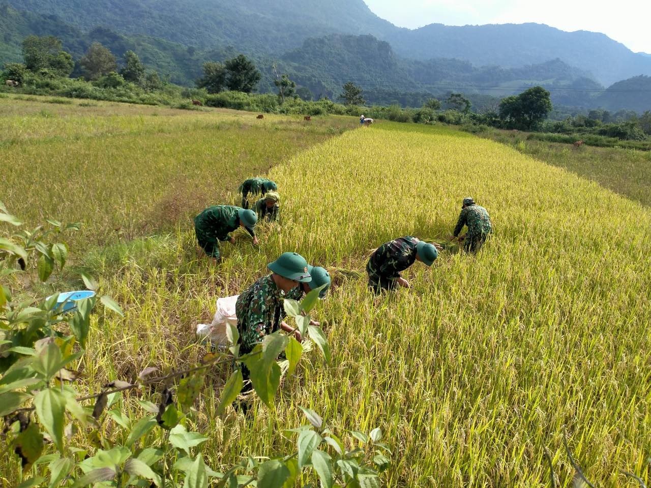 Bộ đội biên phòng Hướng Lập, Quảng Trị hỗ trợ người dân ứng phó với bão Noru Bộ đội biên phòng Hướng Lập, Quảng Trị hỗ trợ người dân ứng phó với bão Noru