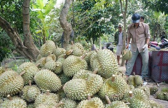 Sầu riêng Việt Nam tiếp cận người tiêu dùng Australia