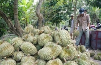 Sầu riêng Việt Nam tiếp cận người tiêu dùng Australia