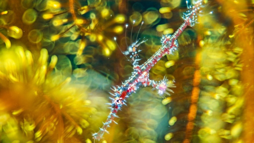 Những hình ảnh đoạt giải thưởng Nhiếp ảnh gia về động vật hoang dã năm 2021