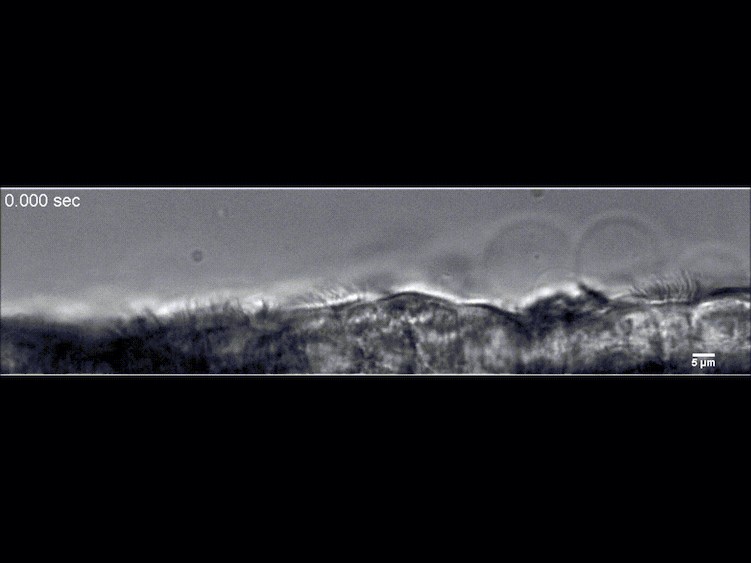 Ứng dụng chip đường thở nhằm tăng tốc thử nghiệm các phương pháp điều trị Covid-19