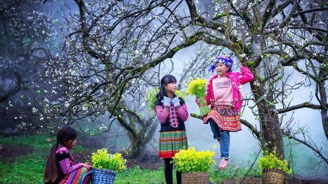 Du lịch Mộc Châu: 4 'thiên đường mận trắng' không nên bỏ qua