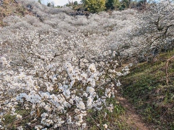 Bản Phiêng Khoang bạn hoà mình vào những nếp nhà sàn cổ người Thái,thung lũng mận cổ thụ hoa nở trắng rừng đan xen những trái mận đầu mùa. Bản Phiêng Khoang bạn hoà mình vào những nếp nhà sàn cổ người Thái,thung lũng mận cổ thụ hoa nở trắng rừng đan xen những trái mận đầu mùa.