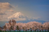 nhat ban choang ngop canh sac hoa anh dao khoe sac tuyet dep nhu co tich