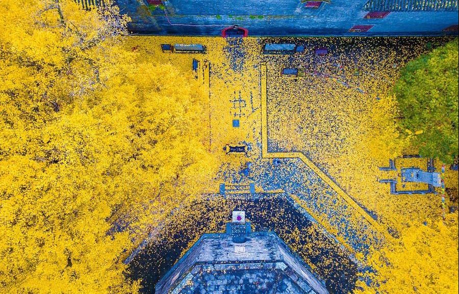 Cây nghìn tuổi ở Trung Quốc thay lá vàng rực, đẹp tựa chốn bồng lai