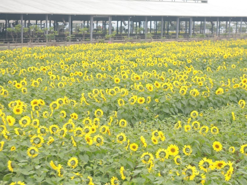 TH true MILK tăng gấp 3 hàm lượng Omega3 trong sữa theo phương pháp tự nhiên