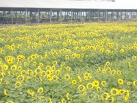 sua th true milk tu viec dat chuan hon 1300 tieu chi khat khe ve chat luong cua trung quoc den bai hoc xuat khau nong san