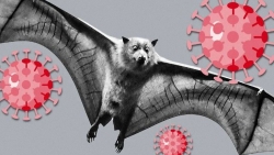 WHO cảnh giác về một loại virus corona mới