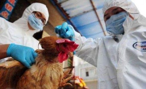 Trung Quốc: Bùng phát dịch cúm gia cầm H5N6 ở Tứ Xuyên, chưa phát hiện trường hợp nhiễm bệnh ở người trung quoc bung phat dich cum gia cam h5n6
