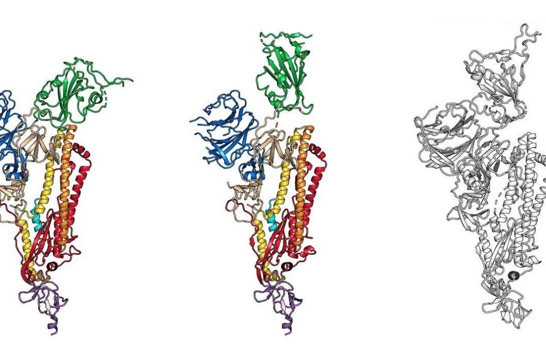 Covid-19: Lần đầu tiên vẽ bản đồ 3D cấp độ nguyên tử, bước tiến quan trọng hướng tới bào chế vaccine