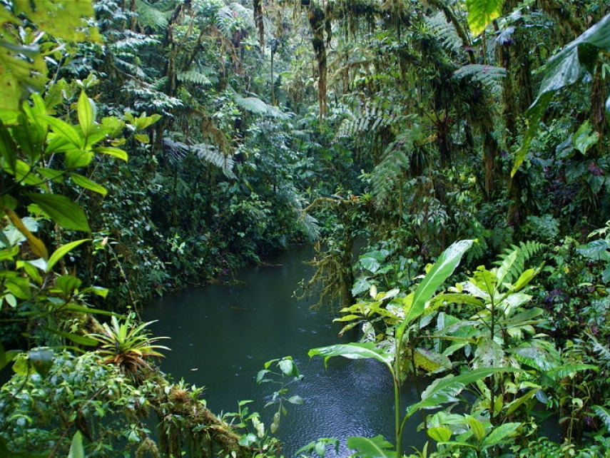 Giới khoa học kêu gọi đẩy mạnh bảo vệ rừng nguyên sinh