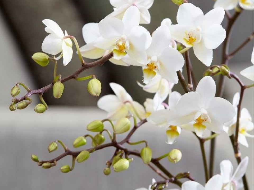 ​"Ngoại giao phong lan" Việt - Czech tại Prague