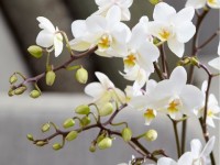 bo suu tap hoa lan mang ten cac lanh dao the gioi cua singapore