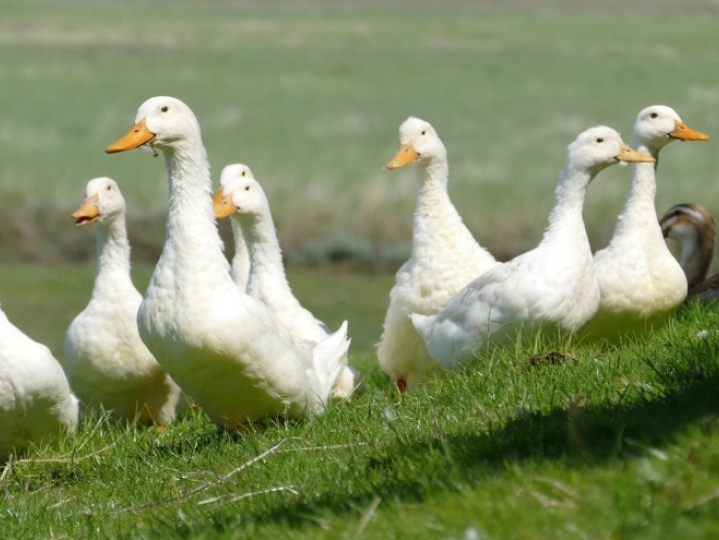 ​Đức lần đầu tiên phát hiện virus cúm gia cầm H5N6