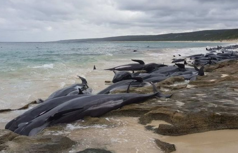 Australia: ​Hàng trăm cá voi chết do mắc cạn ở bờ biển
