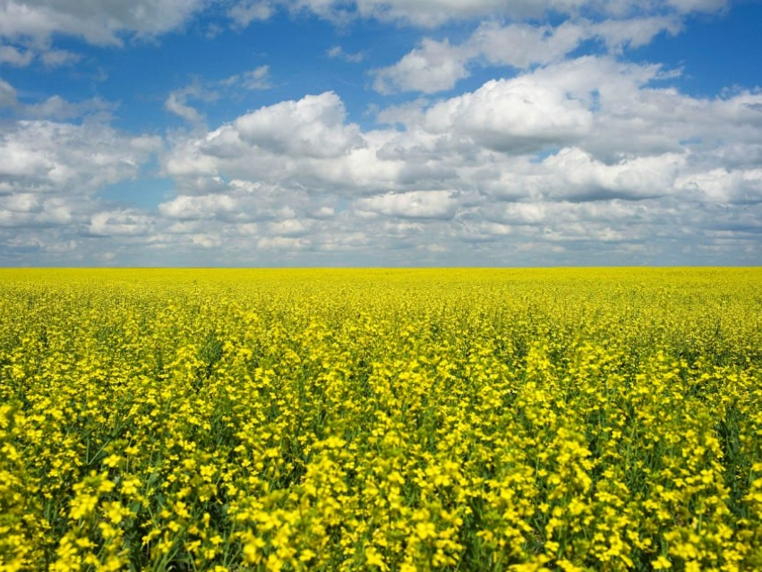 ​Canada phản ứng khi Trung Quốc ngừng cấp phép nhập khẩu hạt cải dầu