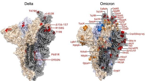 Covid-19: Biến thể lai Deltacron xuất hiện ở Anh, chuyên gia cảnh báo