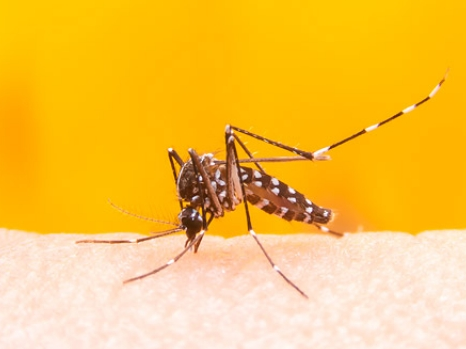 ​Brazil phát hiện 8 đột biến gene của virus sốt vàng da