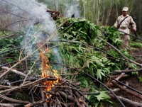 ​Mỹ phá mạng lưới trồng cần sa lớn tại California