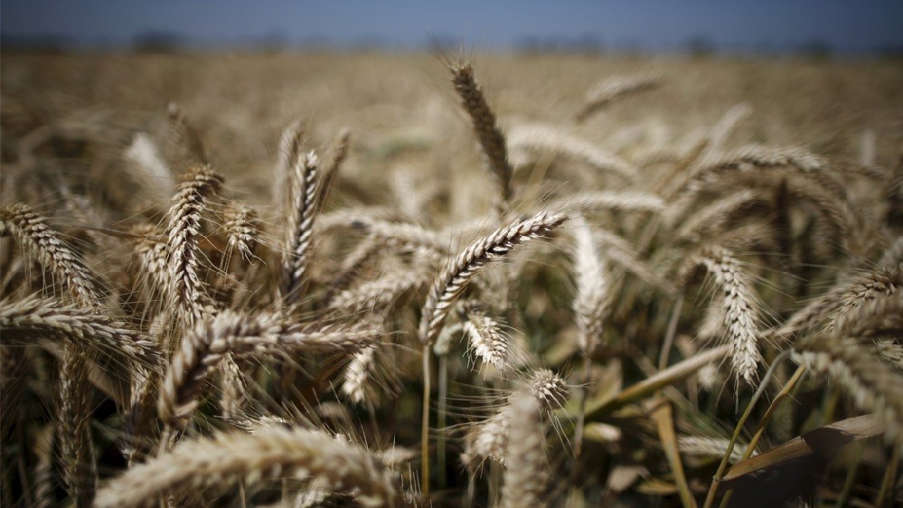 Châu Phi - 'nạn nhân' gián tiếp từ xung đột Nga-Ukraine?