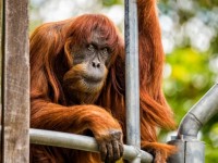 mexico co gai mat canh tay khi co y vuot rao chup anh voi bao dom