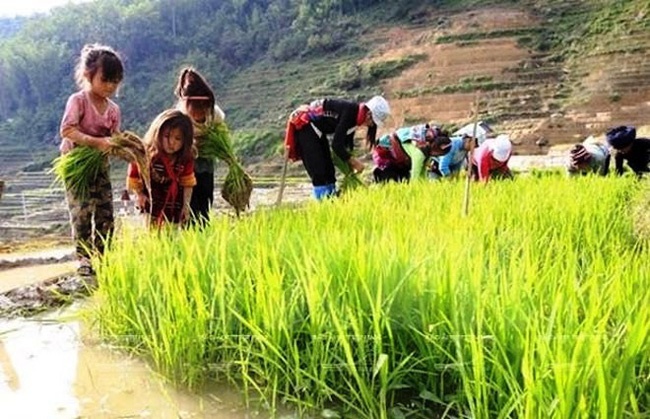 Phòng chống lao động trẻ em ở Việt Nam: Cam kết đi cùng hành động, vững tin vượt chướng ngại Covid-19 phong chong lao dong tre em o viet nam cam ket di cung hanh dong vung tin vuot chuong ngai covid 19