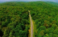 Rừng cổ Hyrcanian của Iran trở thành di sản thế giới 