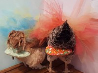 phat hien loai ech ti hon moi diasporus tai costa rica