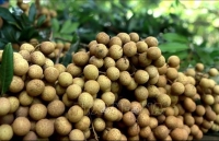 viet nam la thi truong tiem nang cho hoa qua tuoi my