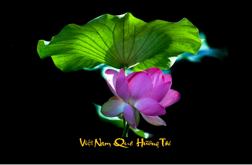 Phát động cuộc thi viết về "Việt Nam trong trái tim tôi" tại Moscow phat dong cuoc thi viet ve viet nam trong trai tim toi tai moscow