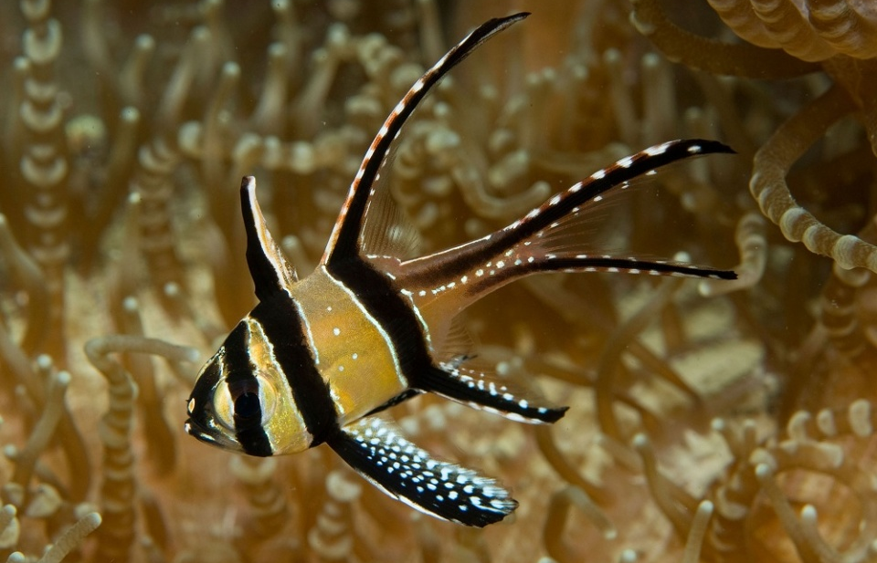 Cá hồng y Banggai: Vận mệnh trong tay con người