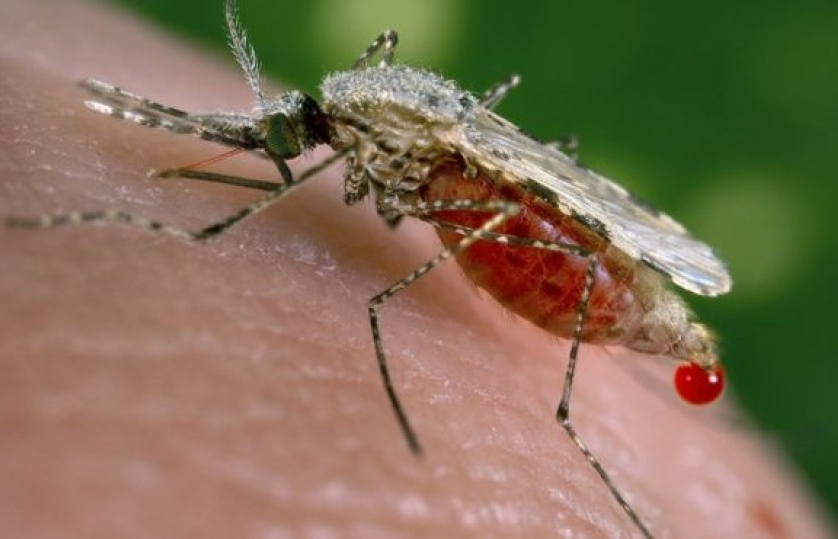 Cảnh báo: “Siêu sốt rét” đang lây lan ở Đông Nam Á