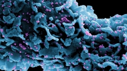 Vaccine Covid-19 tạo ra kháng thể ở những người có miễn dịch yếu