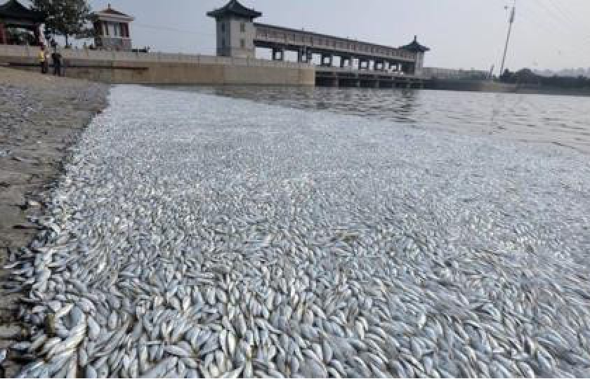 Ứng trước 3.000 tỷ đồng để bồi thường thiệt hại do sự cố môi trường biển