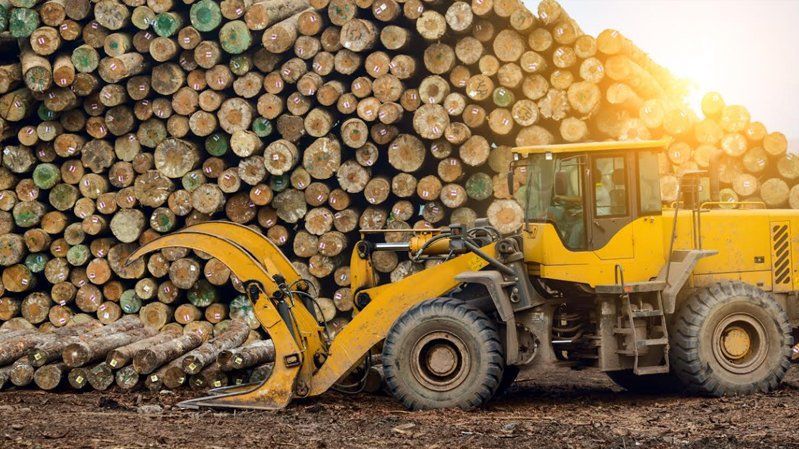 Lý do gì khiến Trung Quốc 'quay lưng' với gỗ Australia, đình chỉ nhập khẩu cá từ Ấn Độ